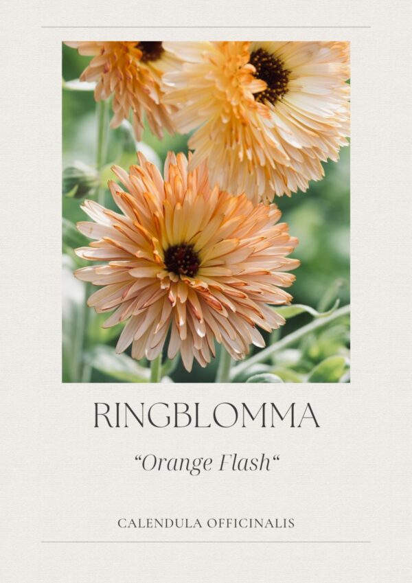 Ringblomma- Orange Flash