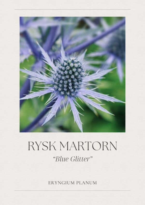 Rysk Martorn -Blue Glitter