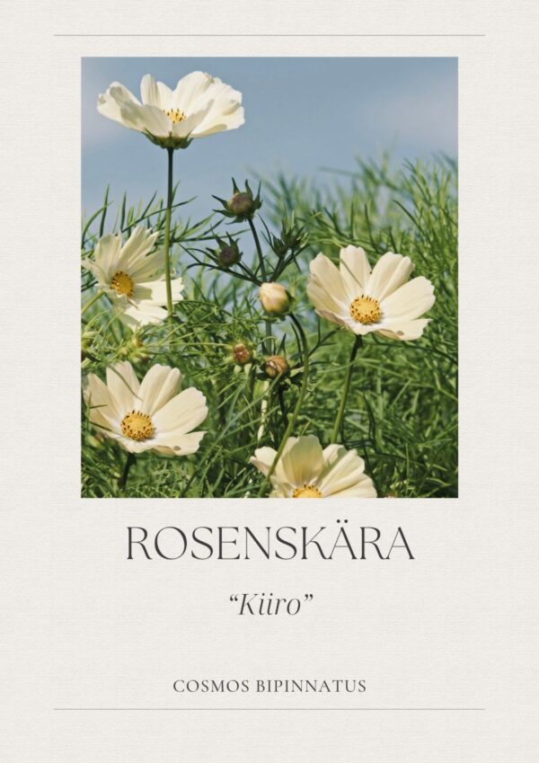 Rosenskära- Kiiro