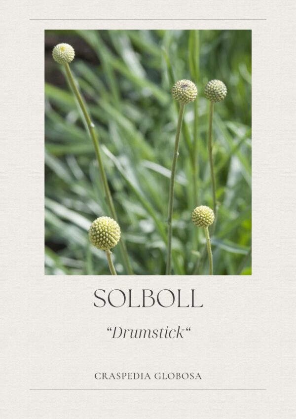 Solboll- Drumstick