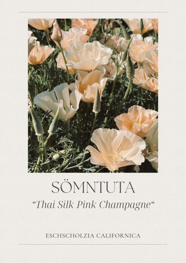 Sömntuta - Thai Silk Champagne