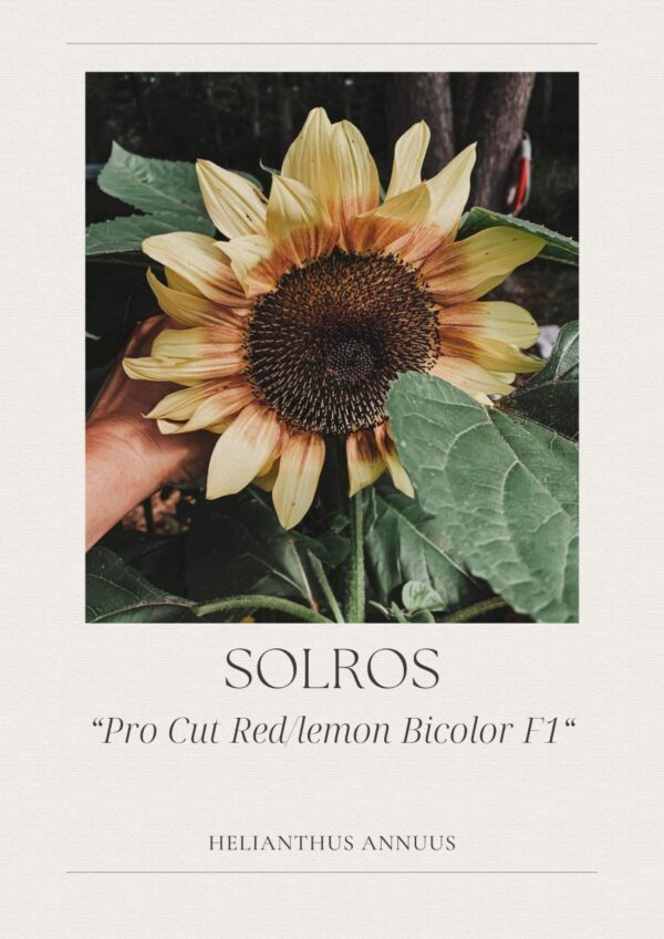 Solros- Pro Cut Red/lemon Bicolor F1