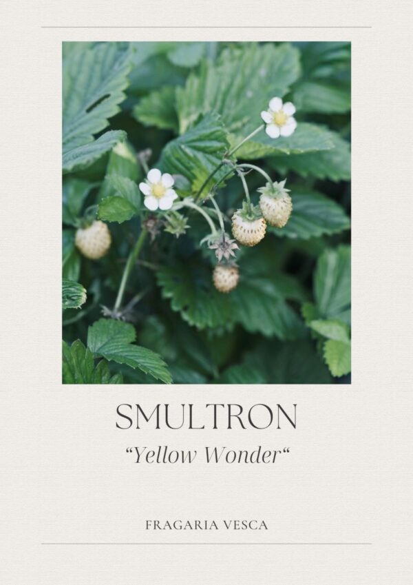 Smultron- Yellow Wonder