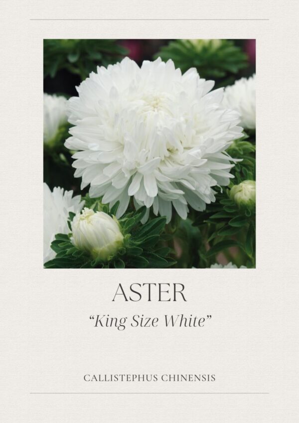 Aster- King Size White