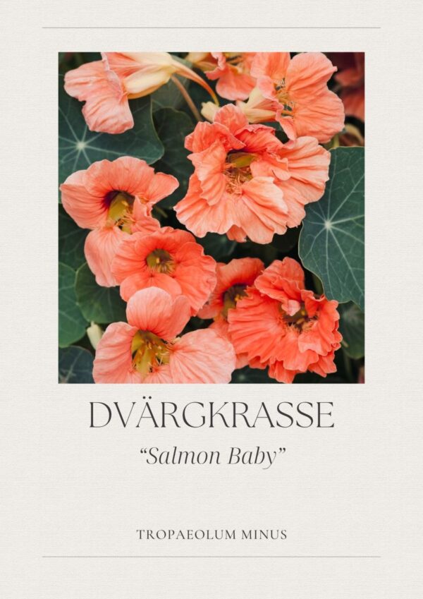 Dvärgkrasse- Salmon Baby