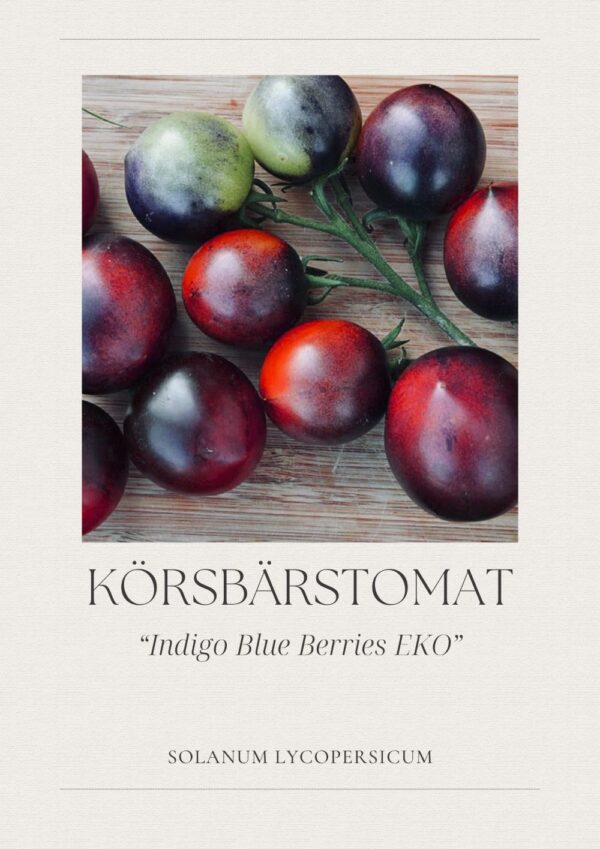 Körsbärstomat- Indigo Blue Berries EKO