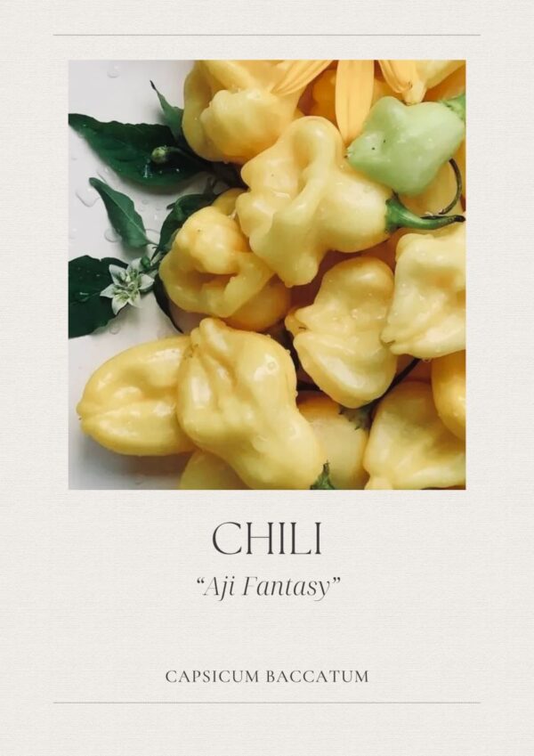 Chili -Aji Fantasy