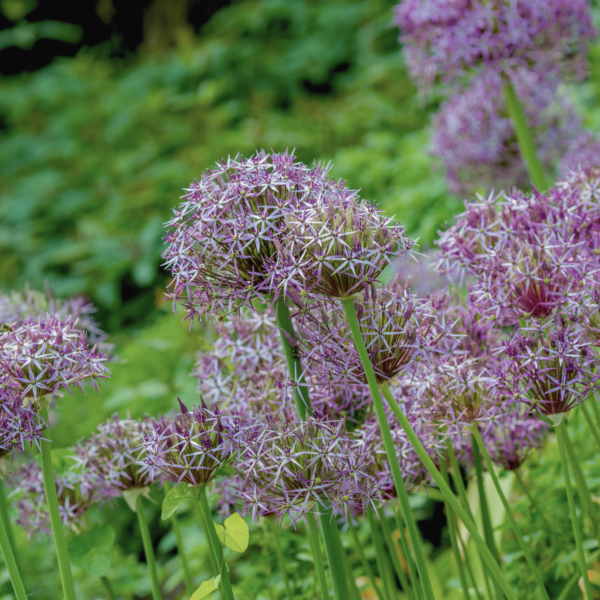 Allium - Christophii - Bild 3