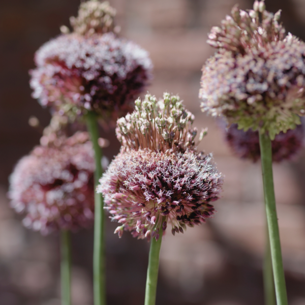 Allium - Forelock