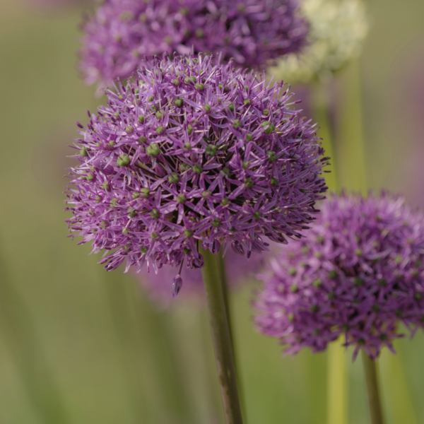 Allium - Gladiator