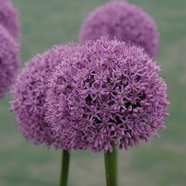 Allium - Gladiator - Bild 2