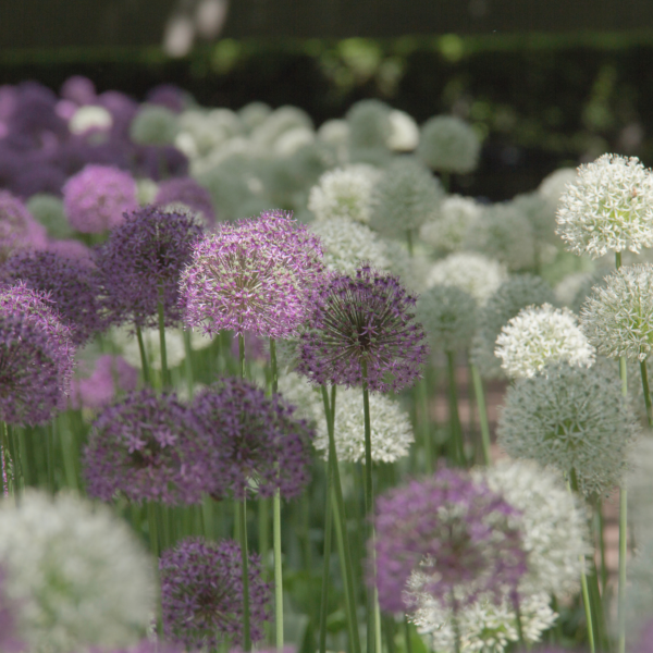 Allium Mix