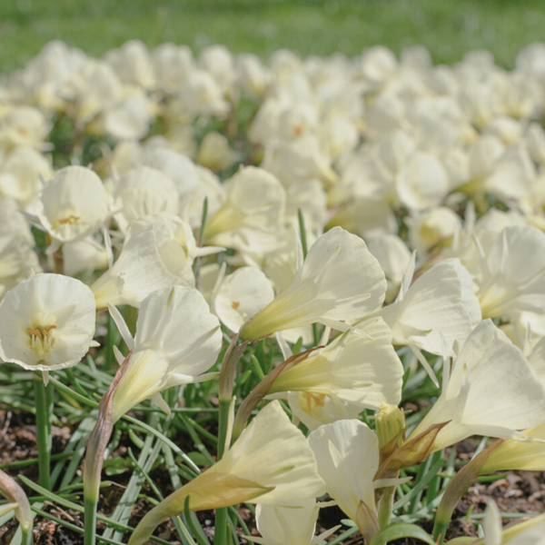 Narciss White Petticoat