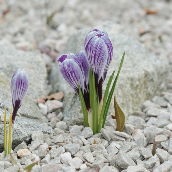 Krokus Pickwick - Bild 2