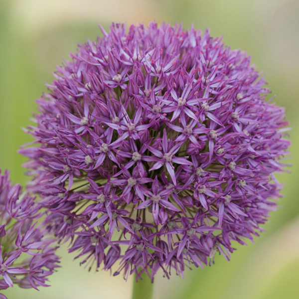 Allium - Pinball Wizard - Bild 2