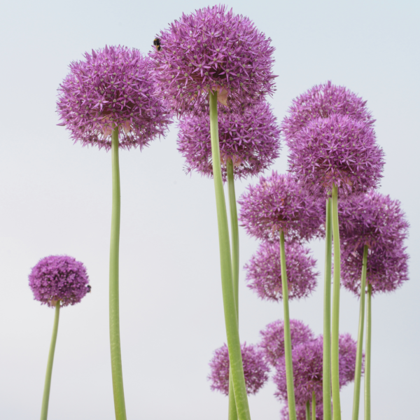 Allium - Pinball Wizard - Bild 3