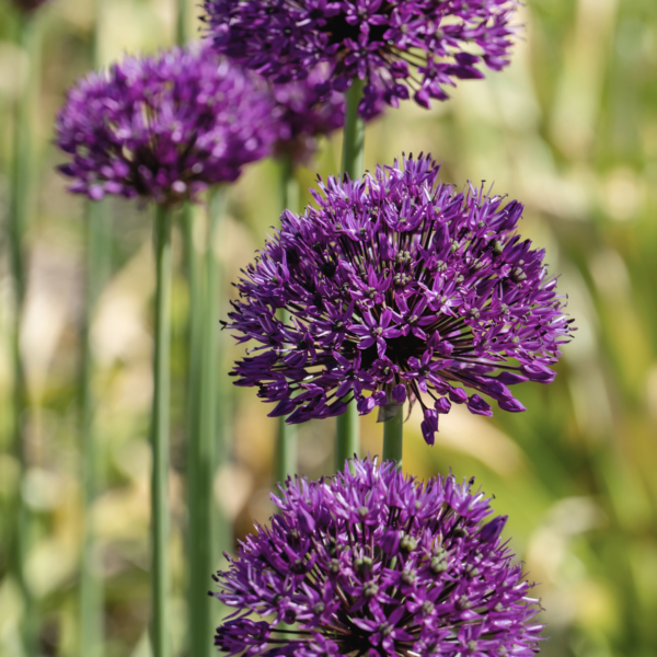 Allium - Purple Sensation