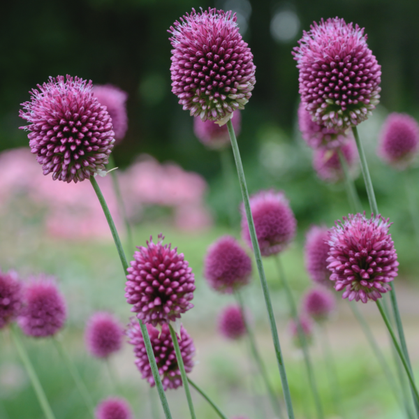 Allium - Spaerocephalon