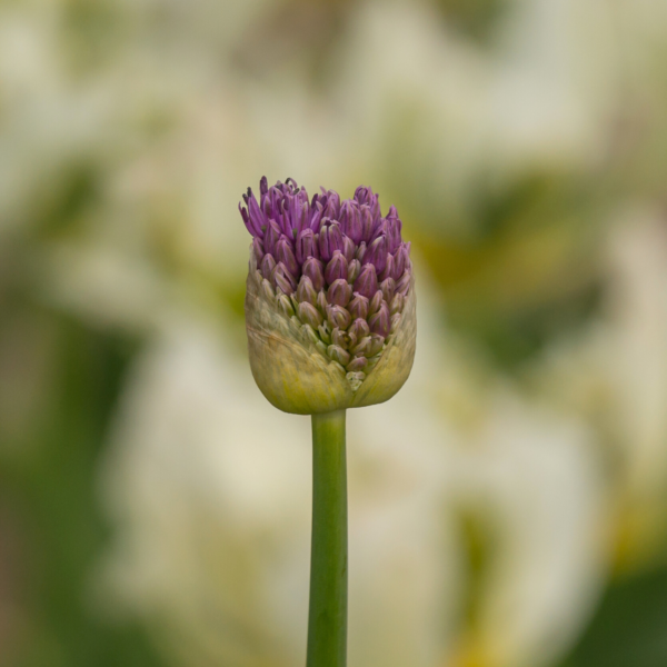 Allium - Spaerocephalon - Bild 2