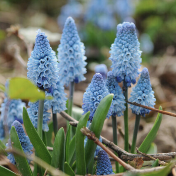 Pärlhyacint Azureum - Bild 2