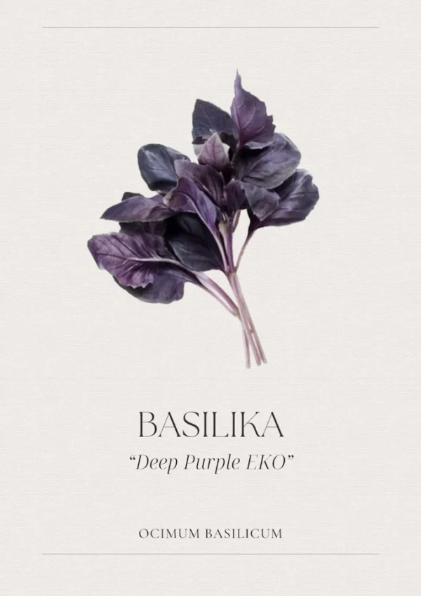 Basilika - Deep Purple EKO