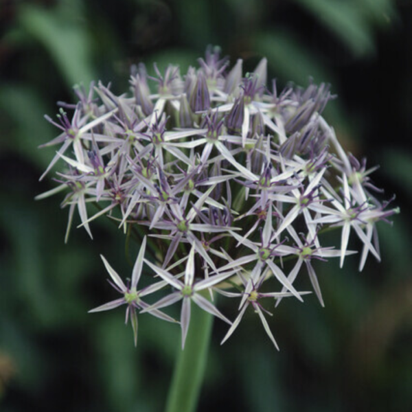 Allium - Christophii