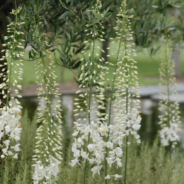 Jättestäpplilja White Romance