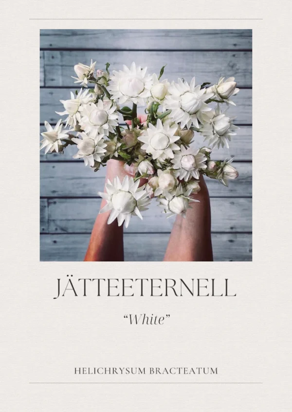 Jätteeternell - White