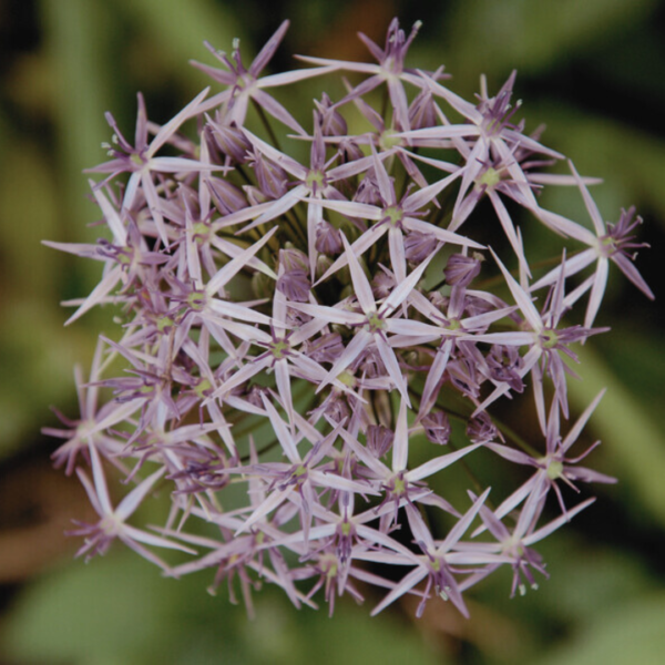 Allium - Christophii - Bild 2