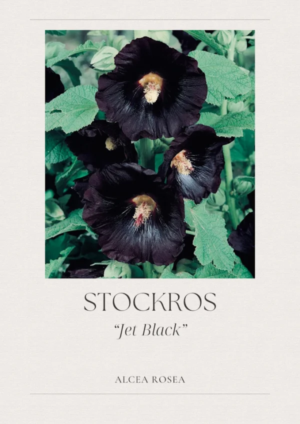 Stockros- Jet Black