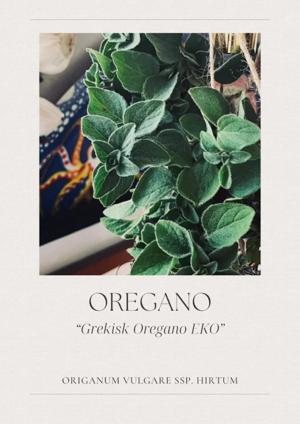 Grekisk Oregano - EKO