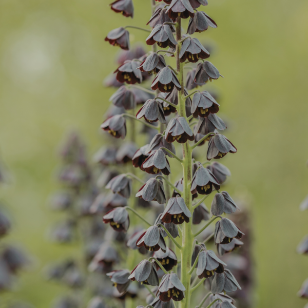 Klocklilja Persica