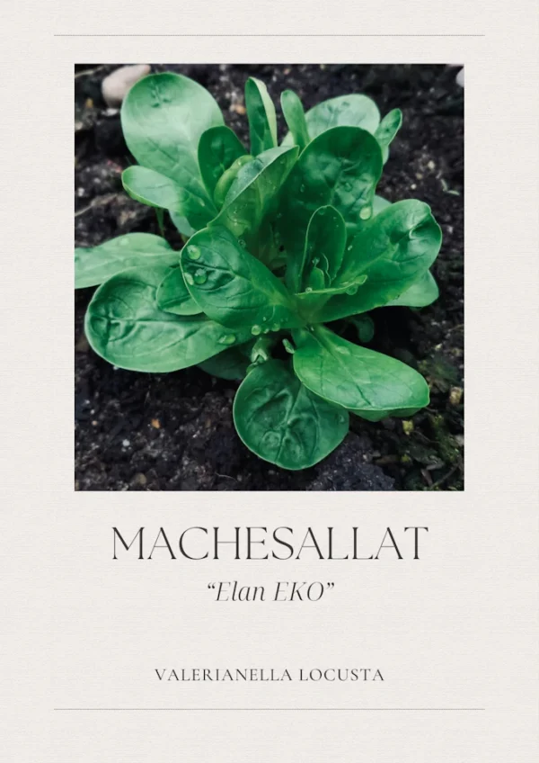 Machesallat -Elan EKO