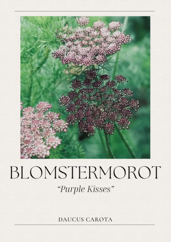 Blomstermorot -Purple Kisses