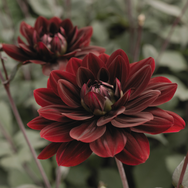 Dahlia After Dusk