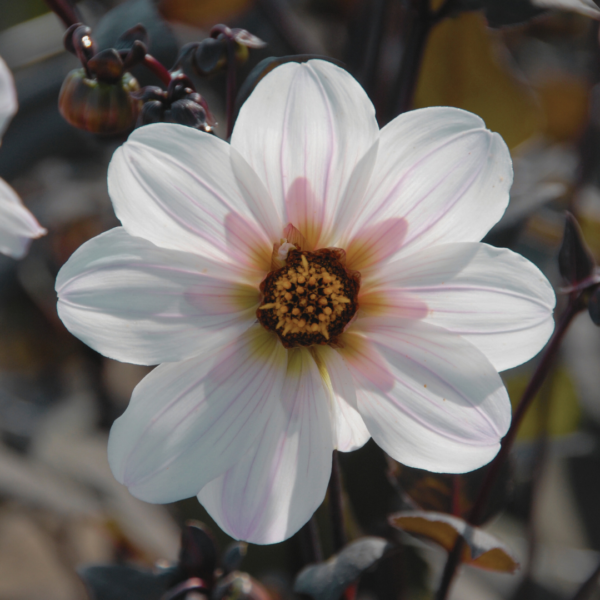 Dahlia Bishop of Dover