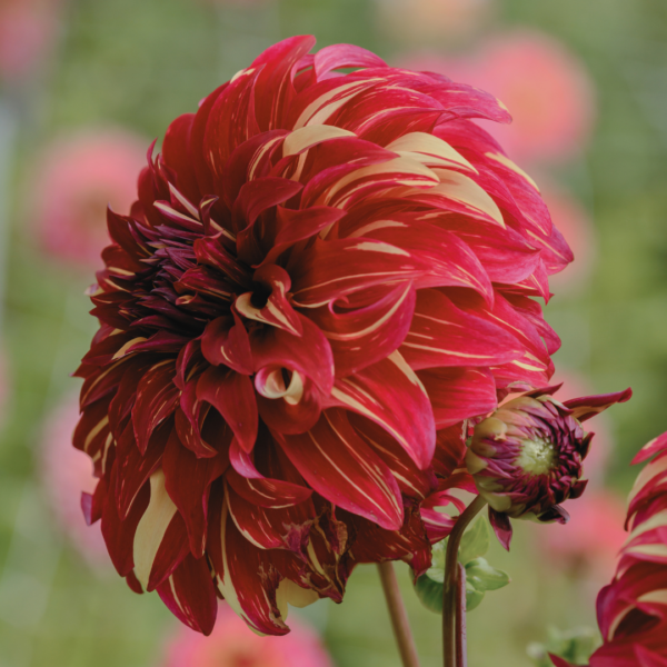 Dahlia Bohemian Spartacus - Bild 2