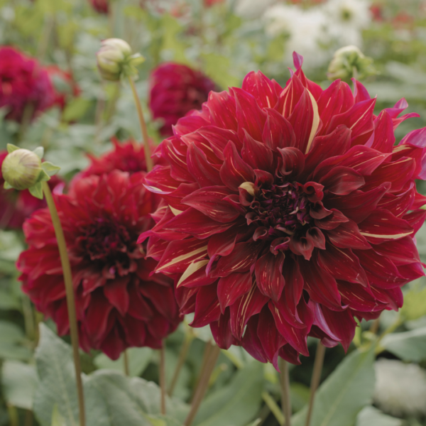 Dahlia Bohemian Spartacus - Bild 3