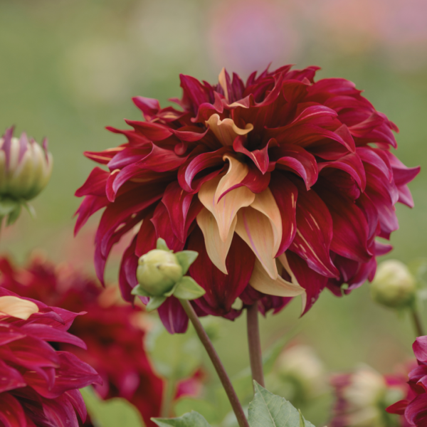 Dahlia Bohemian Spartacus