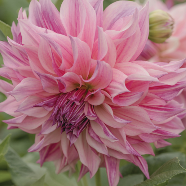 Dahlia Café au Lait Royal - Bild 2