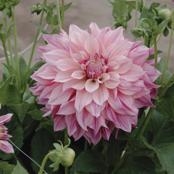 Dahlia Café au Lait Royal