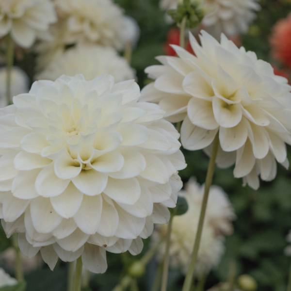 Dahlia Caramel Antique - Bild 3