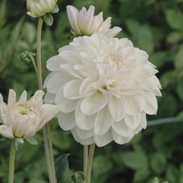 Dahlia Caramel Antique