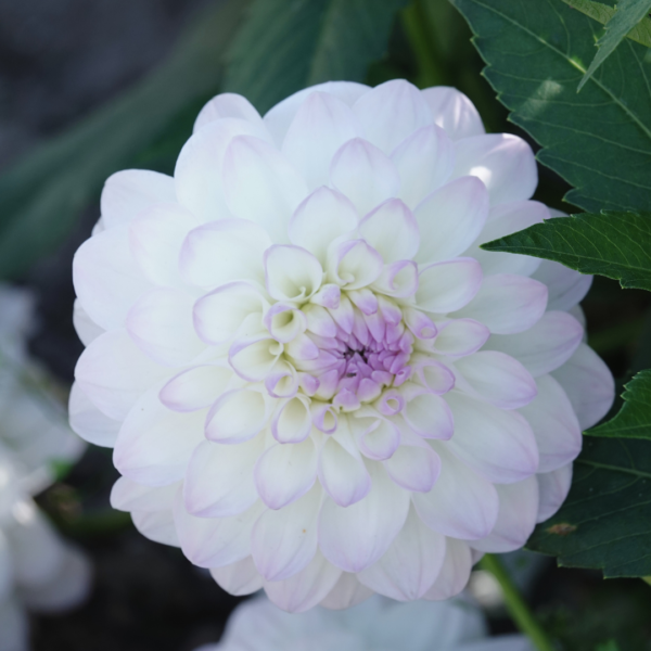 Dahlia Eveline - Bild 5