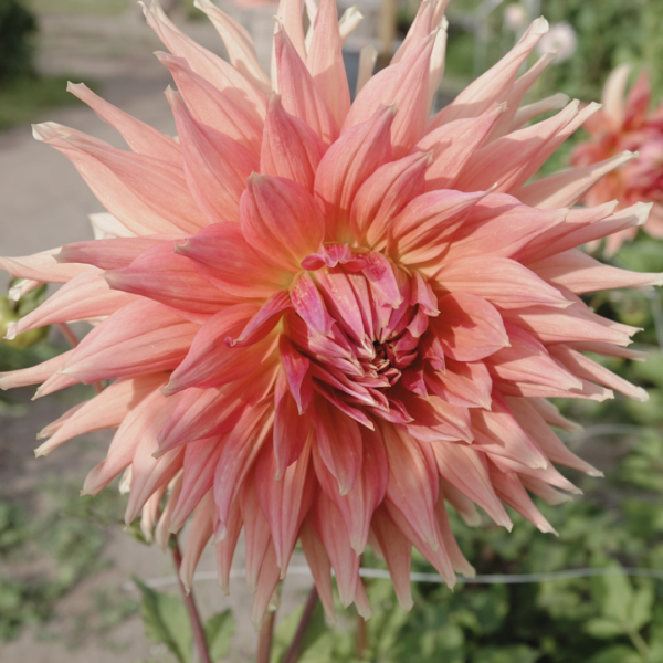 Dahlia Fairway Spur