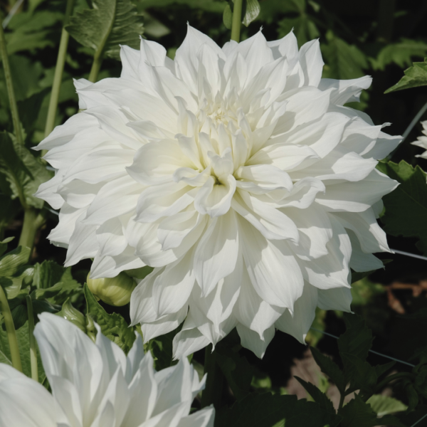 Dahlia Fleurel - Bild 2