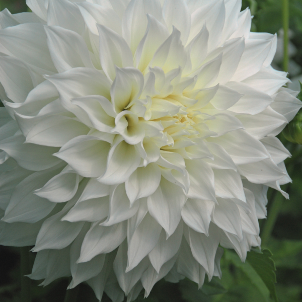 Dahlia Fleurel - Bild 3