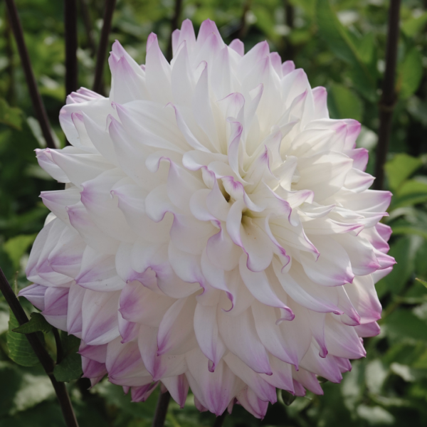 Dahlia Hapet Blue Eyes - Bild 3