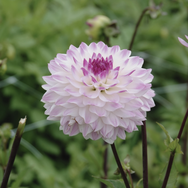 Dahlia Hapet Blue Eyes