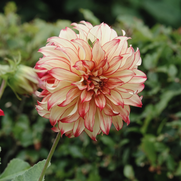 Dahlia Lady Darlene